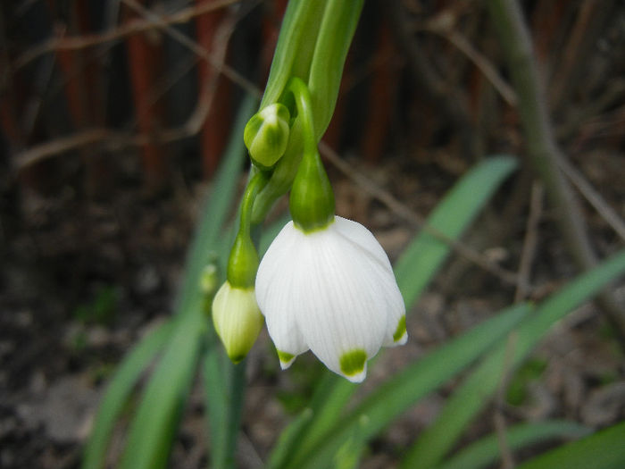 Leucojum aestivum (2013, April 15)