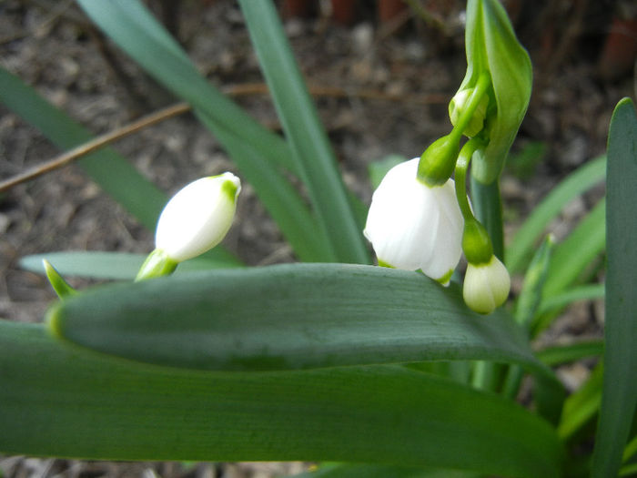 Leucojum aestivum (2013, April 15)