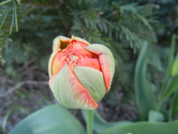 Tulipa Miranda (2013, April 14)