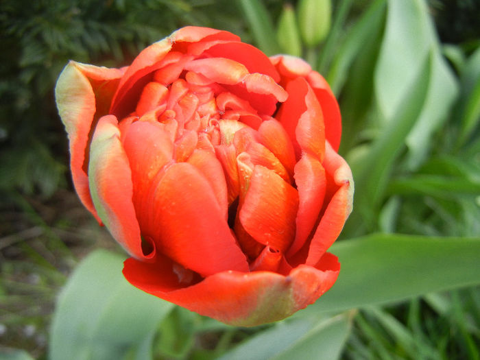 Tulipa Miranda (2013, April 15)