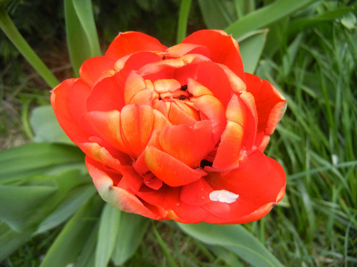 Tulipa Miranda (2013, April 15)