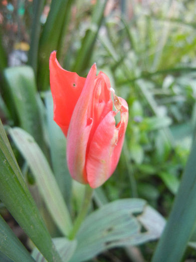 Tulipa Red Riding Hood (2013, April 14) - Tulipa Red Riding Hood