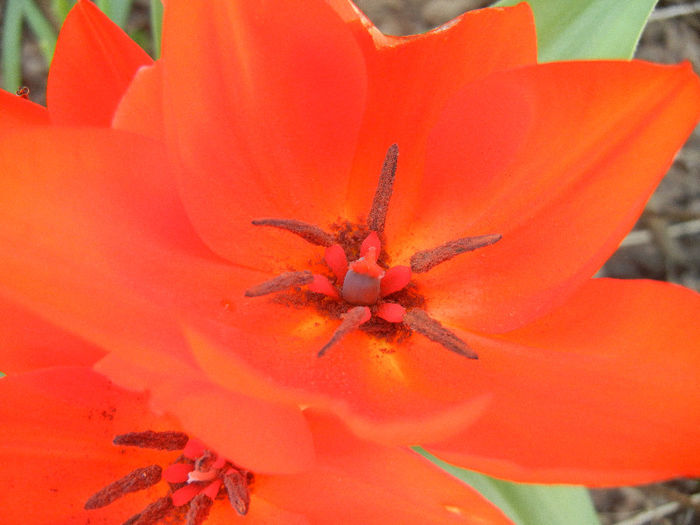 Tulipa Praestans Fusilier (2013, April 14)