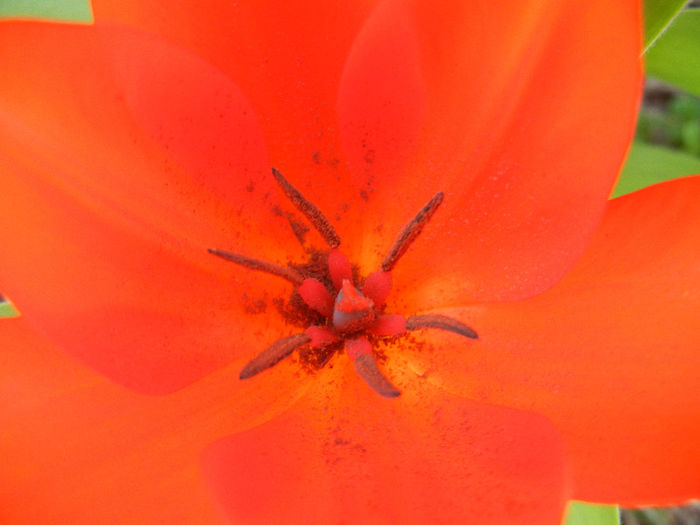 Tulipa Praestans Fusilier (2013, April 14) Tulipa Praestans Fusilier (2013, April 14)