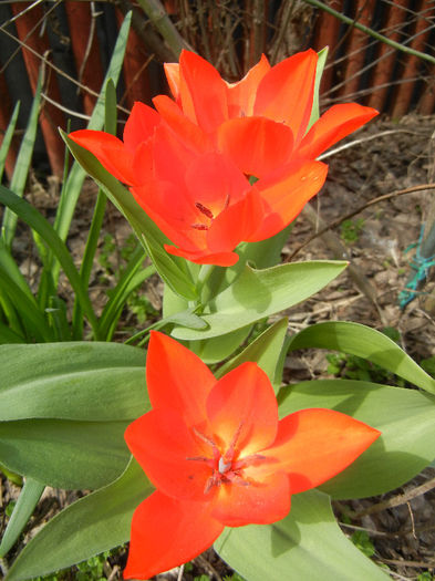 Tulipa Praestans Fusilier (2013, April 14) Tulipa Praestans Fusilier (2013, April 14)