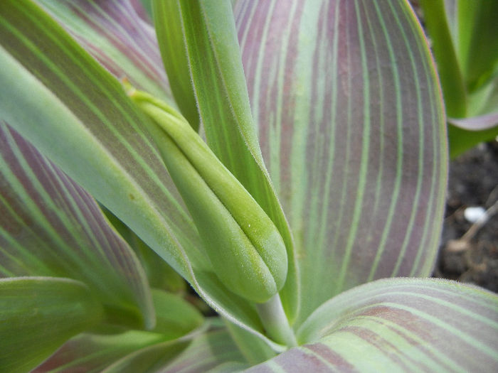 Tulipa Juan (2013, April 15)