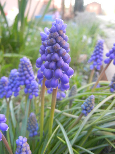 Muscari armeniacum (2013, April 14)