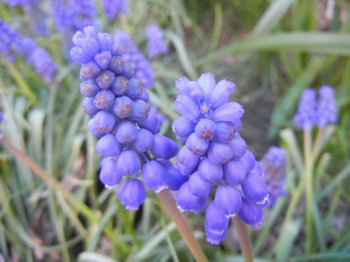 Muscari armeniacum (2013, April 14)