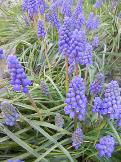 Muscari armeniacum (2013, April 14)