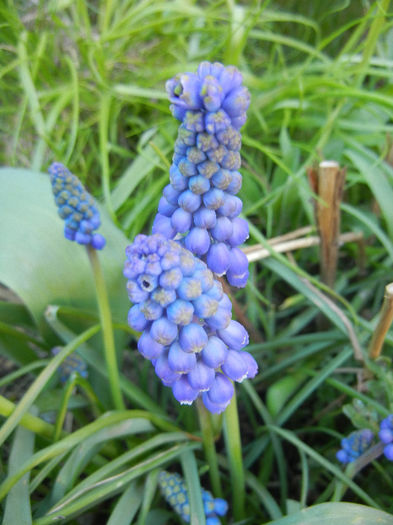 Muscari armeniacum (2013, April 14)