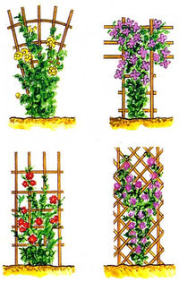 suporturi pentru clematite - Clematis florile de vis-info utile
