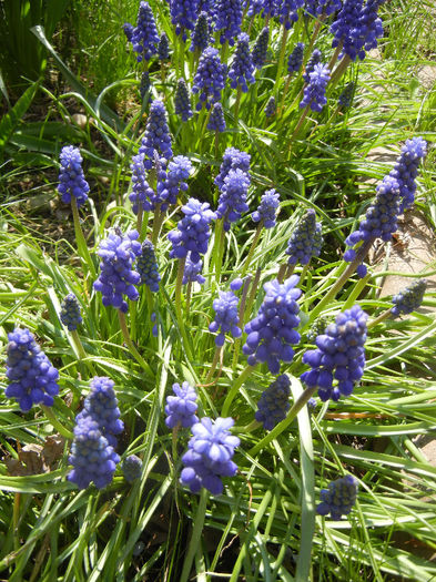 Muscari armeniacum (2013, April 15) - Muscari Armeniacum