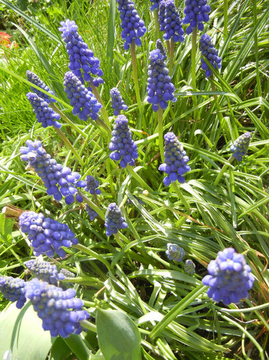 Muscari armeniacum (2013, April 15) - Muscari Armeniacum