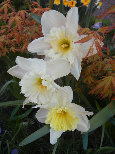 Narcissus Ice Follies (2013, April 14) - Narcissus Ice Follies