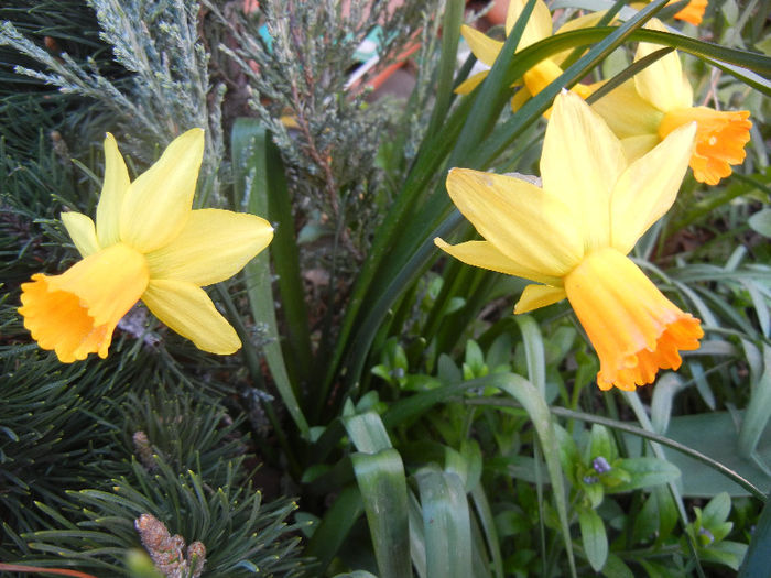 Narcissus Jetfire (2013, April 14)