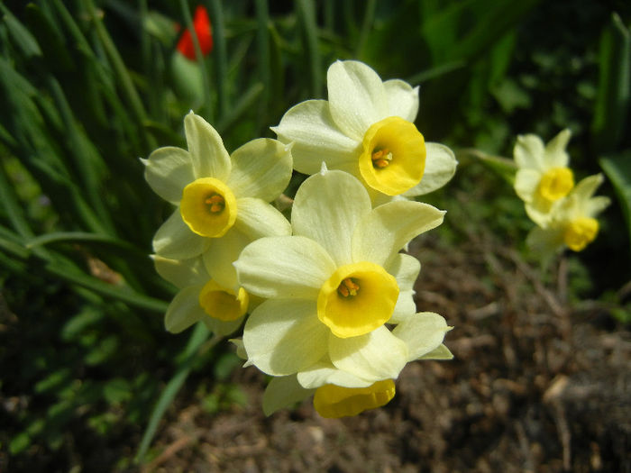 Narcissus Minnow (2013, April 14) - Narcissus Minnow