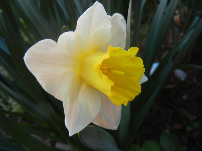 Narcissus Salome (2013, April 14)