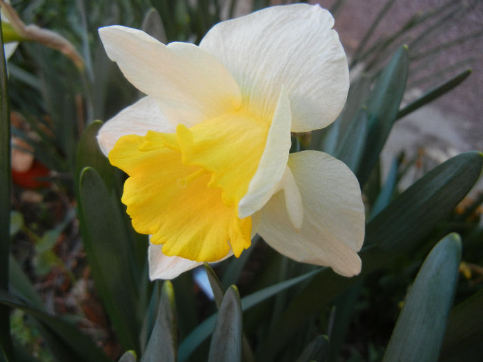 Narcissus Salome (2013, April 14)