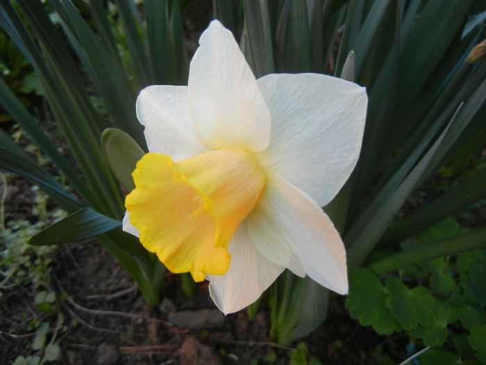 Narcissus Salome (2013, April 14) - Narcissus Salome