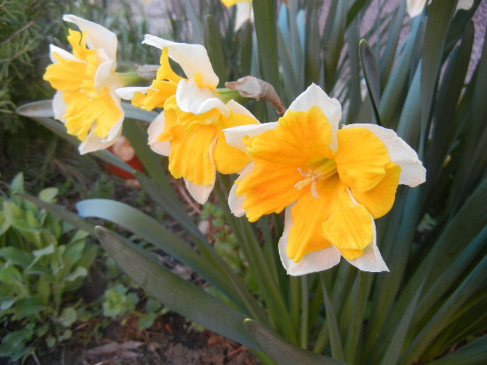 Narcissus Sovereign (2013, April 14)