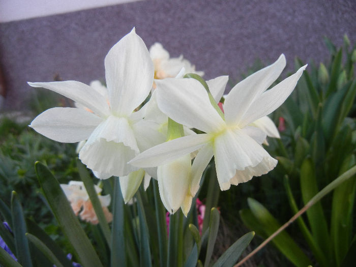 Narcissus Thalia (2013, April 14)