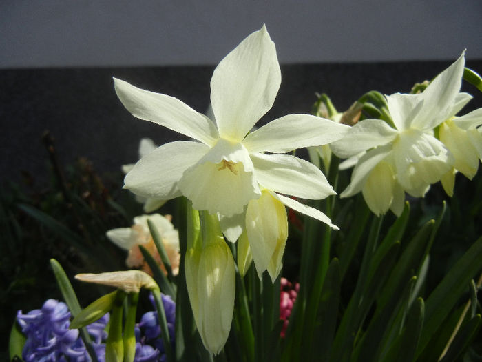 Narcissus Thalia (2013, April 14)