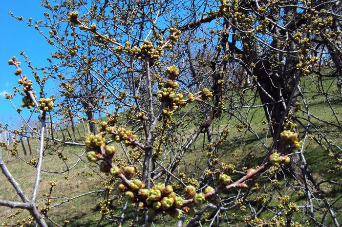 005 - GRADINA DE LA TARA 2013