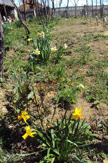 076 - GRADINA DE LA TARA 2013