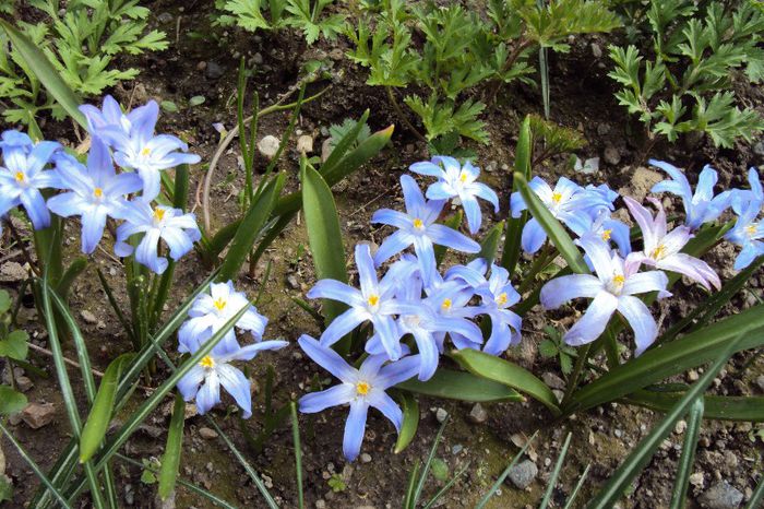 chionodoxa