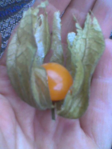 Imag0470 - Vand rasad de physalis