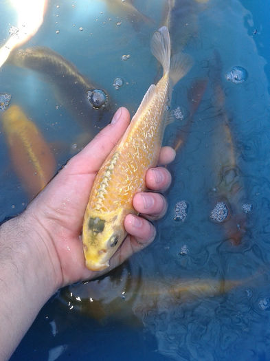 23 cm ginrin; koi ginrin
