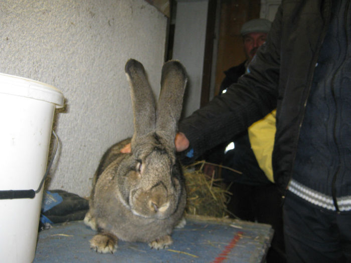 noua achizitie a lui Ionica - vizita crescatoriilor de iepuri oi si gaini din zona -sucevei-vaslui