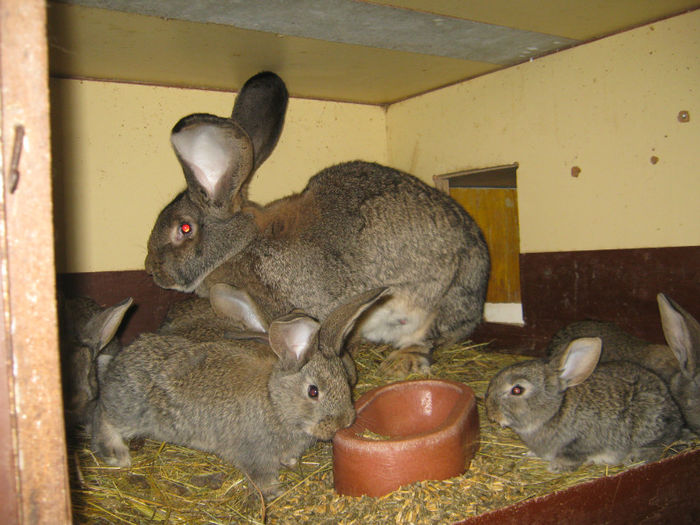 pui de o luna - vizita crescatoriilor de iepuri oi si gaini din zona -sucevei-vaslui