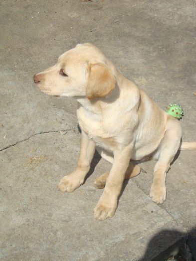 4 luni - Caisy-labrador retriever