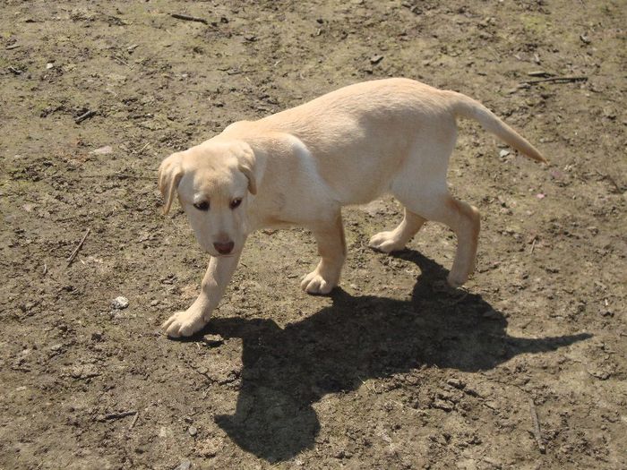  - Caisy-labrador retriever
