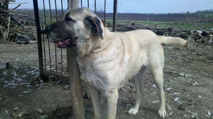 2013-04-13_11-52-43_351 - caini KANGAL marele ciobanesc turcesc