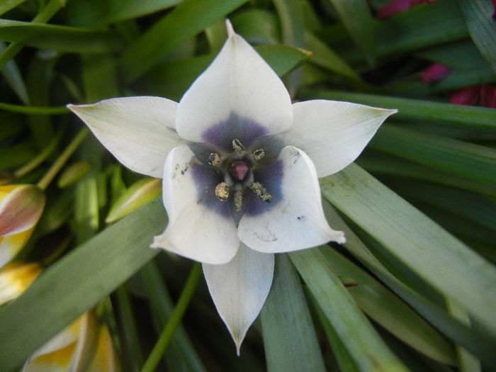 Tulip Alba Coerulea Oculata (2013, Apr.15)