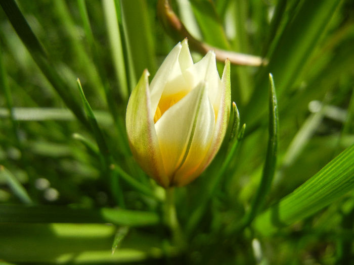 Tulipa Tarda (2013, April 15)