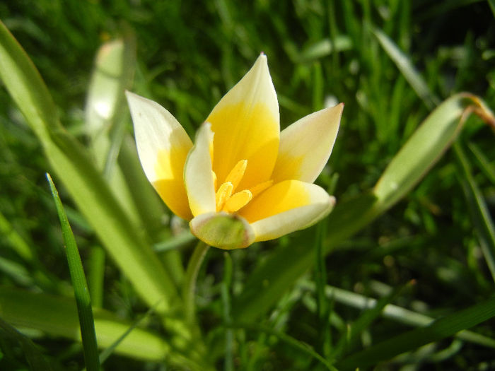 Tulipa Tarda (2013, April 15)