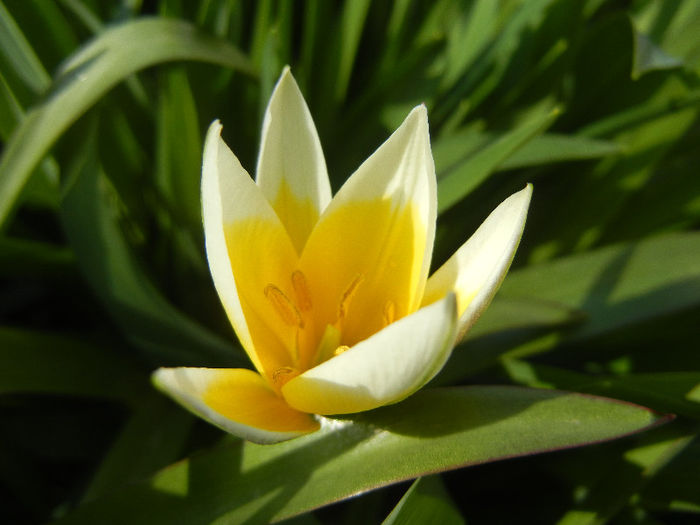 Tulipa Tarda (2013, April 15)