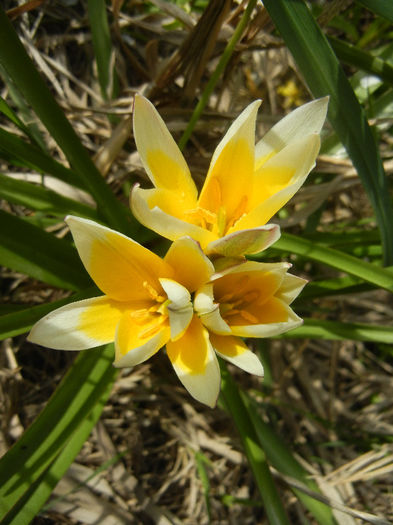 Tulipa Tarda (2013, April 15)