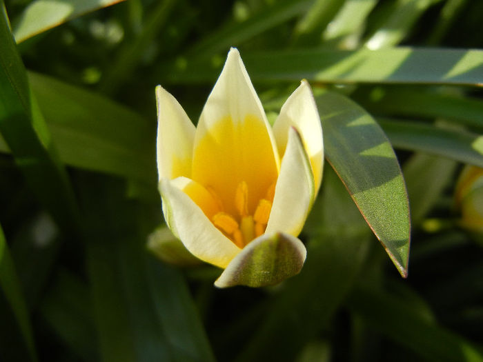 Tulipa Tarda (2013, April 15)