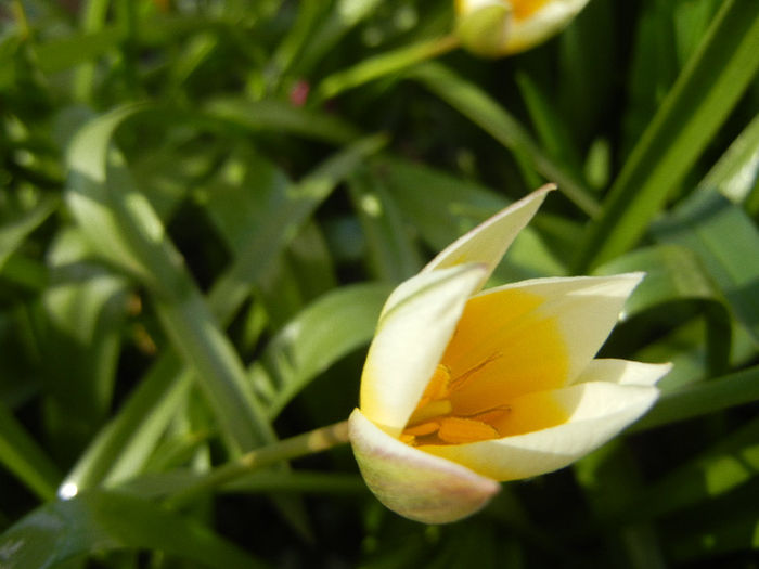 Tulipa Tarda (2013, April 15)