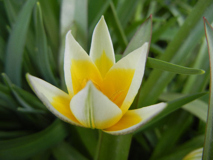 Tulipa Tarda (2013, April 15)