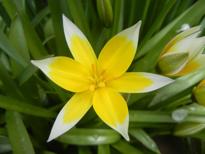 Tulipa Tarda (2013, April 15)