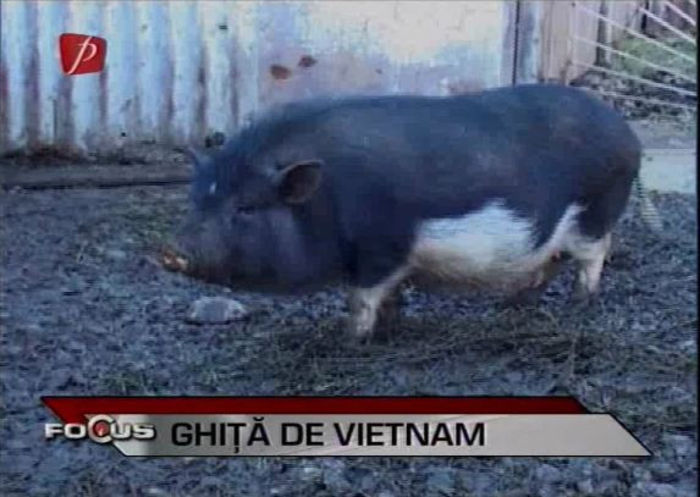 5 - DE VANZARE porci vietnamez