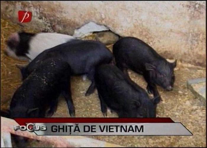2 - DE VANZARE porci vietnamez