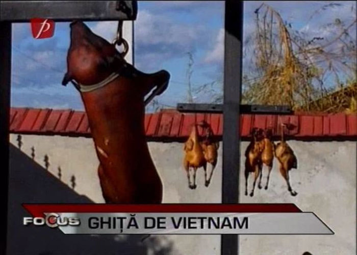 3 - DE VANZARE porci vietnamez