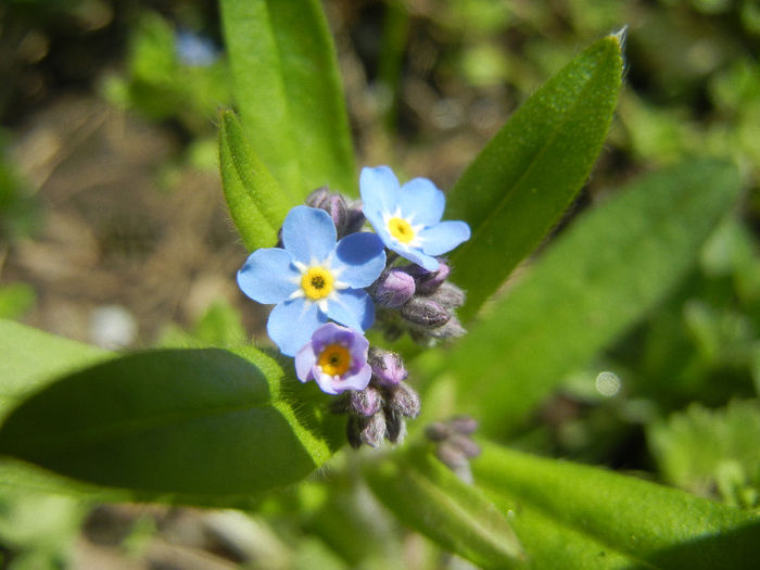Myosotis alpestris (2013, April 15) - MYOSOTIS Alpestris