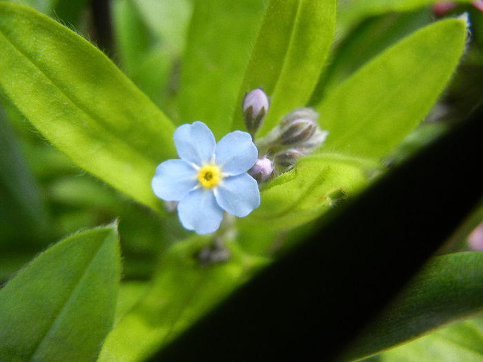 Myosotis alpestris (2013, April 15) - MYOSOTIS Alpestris